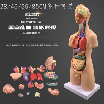 Медицинска анатомия на човека, модел на багажника, свалящ се структурата на вътрешните органи, образователна играчка за цялото тяло