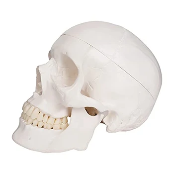 Модел на човешкия череп, анатомия в реален размер, анатомическая модел за възрастни с подвижна черепа и сочлененной долната челюст Модел на човешкия череп, анатомия в реален размер, анатомическая модел за възрастни с подвижна черепа и сочлененной долната челюст 0