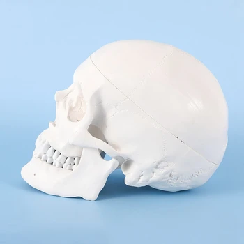 Модел на човешкия череп, анатомия в реален размер, анатомическая модел за възрастни с подвижна черепа и сочлененной долната челюст Модел на човешкия череп, анатомия в реален размер, анатомическая модел за възрастни с подвижна черепа и сочлененной долната челюст 1