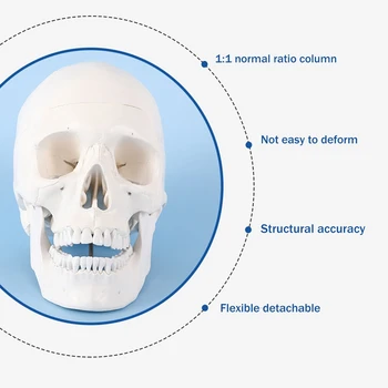 Модел на човешкия череп, анатомия в реален размер, анатомическая модел за възрастни с подвижна черепа и сочлененной долната челюст Модел на човешкия череп, анатомия в реален размер, анатомическая модел за възрастни с подвижна черепа и сочлененной долната челюст 2