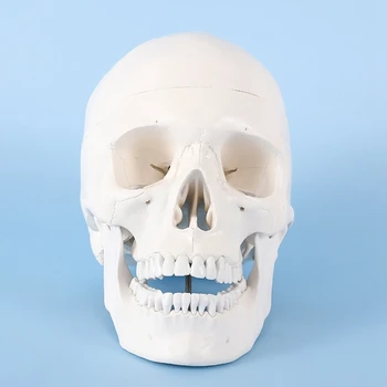 Модел на човешкия череп, анатомия в реален размер, анатомическая модел за възрастни с подвижна черепа и сочлененной долната челюст Модел на човешкия череп, анатомия в реален размер, анатомическая модел за възрастни с подвижна черепа и сочлененной долната челюст 3